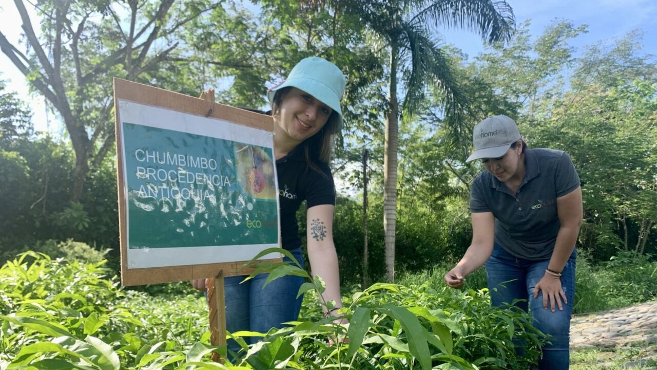 Acumen y aliados invierten USD $400.000 en Ecohome para recuperar el bosque seco tropical