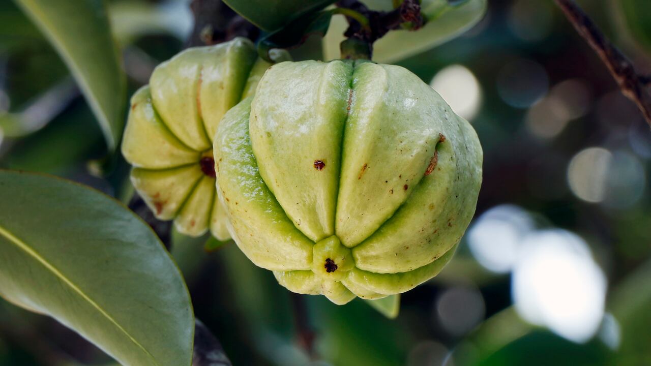 La garcinia cambogia es una planta medicinal, de la especie Garcinia gummi-gutta.