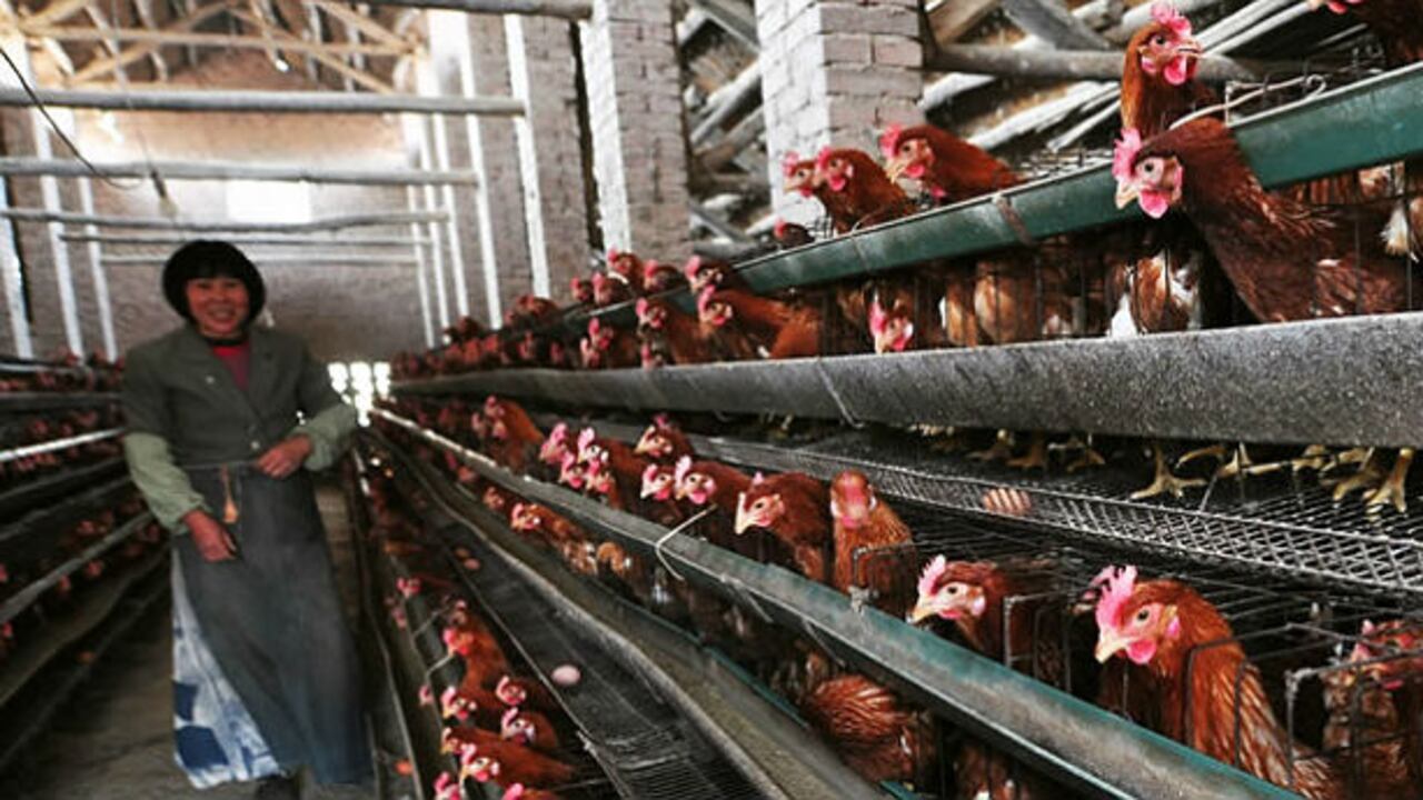 Un hombre de 48 años, fallecido en Shanghai, es uno de los infectados que al parecer tuvo contacto directo con aves.