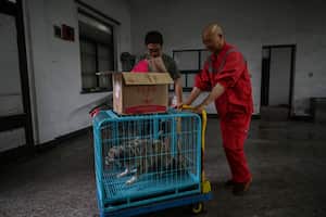 Desde 2019 el monje ha conseguido enviar unos 300 perros a hogares de acogida en el extranjero, a Europa o Norteamérica.