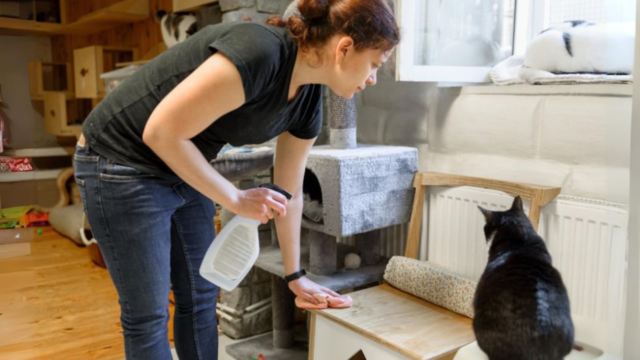 Con este spray casero para quitar el olor a orines de gato, puedes eliminar de manera efectiva los olores no deseados y mantener tu hogar fresco y limpio.