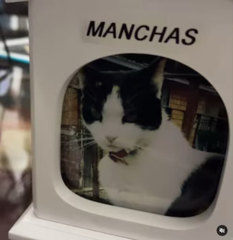 Murió Manchas, la gata de Lady Tabares