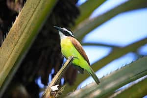 Dentro de su fauna se destacan La María Mulata y el pájaro carpintero.