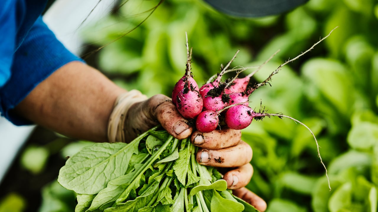 Este alimento tiene un alto contenido de agua.