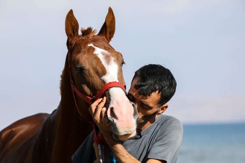 En Nueva Zelanda se puede vivir gratis cuidando caballos.