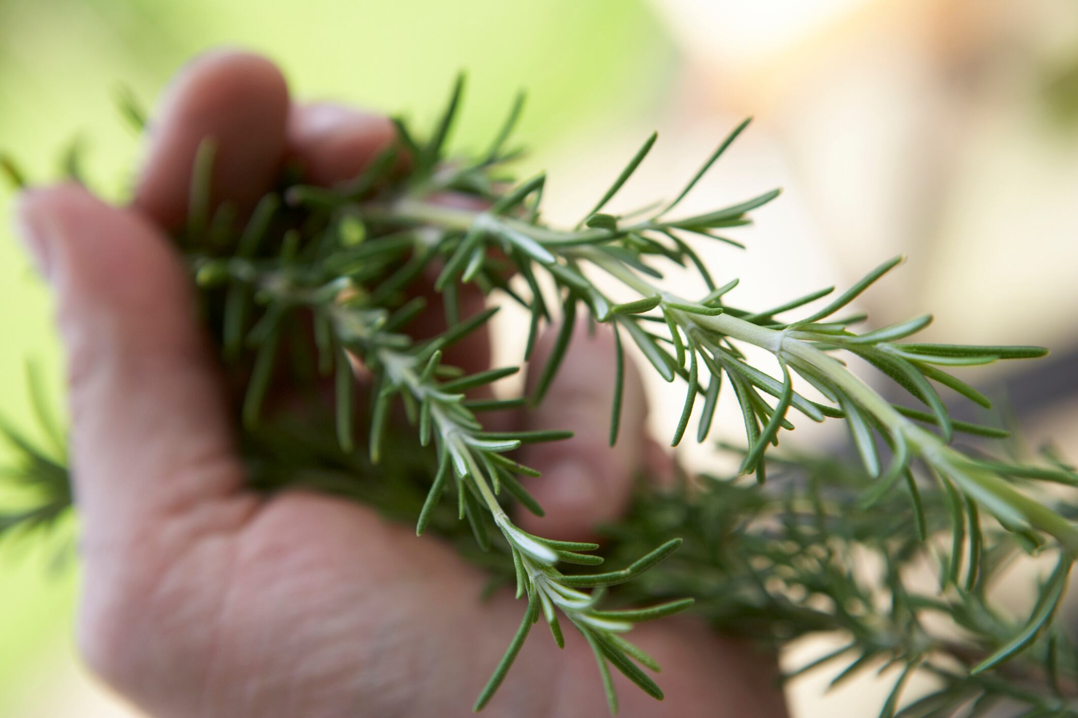 Romero para el cabello.