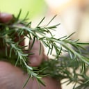 Romero para el cabello.