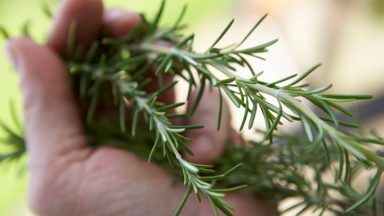 El romero debe mantenerse en muy buenas condiciones para que siempre esté fresco