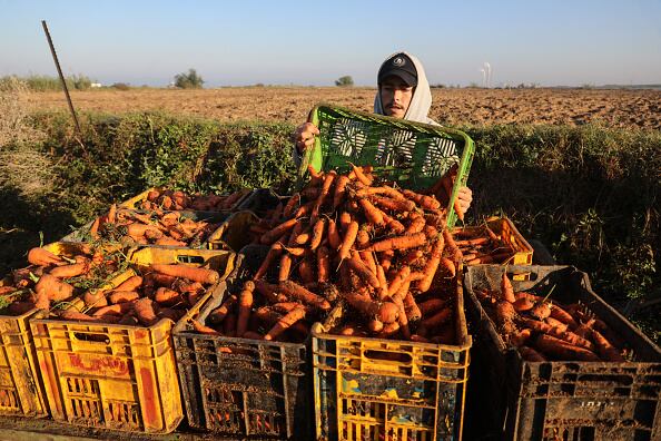 Esta hortaliza mejora, además, la digestión, pues es rica en fibra y esto es ideal para las personas que sufren de estreñimiento, ya que aumenta el volumen de las heces.  (Photo by Majdi Fathi/NurPhoto via Getty Images)