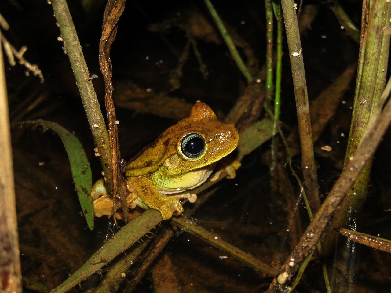 La COP16 tiene la gran tarea de implementar mecanismos como alternativa importante para que las empresas compensen y contribuyan a la conservación de la biodiversidad.