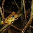La COP16 tiene la gran tarea de implementar mecanismos como alternativa importante para que las empresas compensen y contribuyan a la conservación de la biodiversidad.