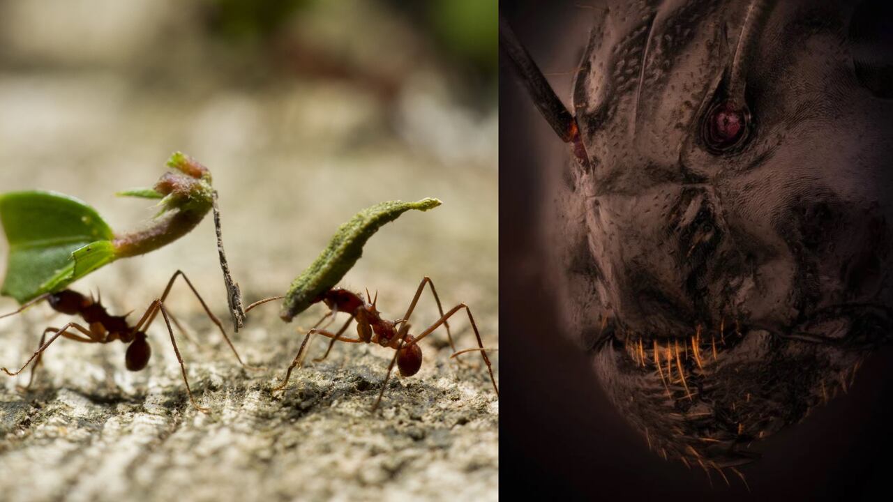 La fotografía aterradora fue hecha con técnica de luz reflejada.