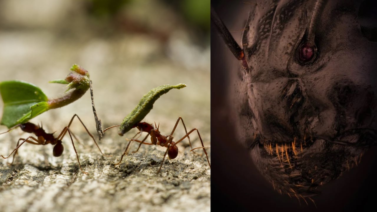 La fotografía aterradora fue hecha con técnica de luz reflejada.