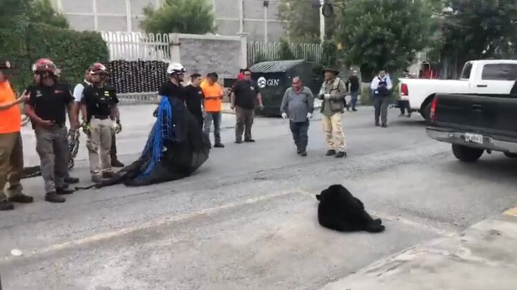 Personal de Parques y Vida Silvestre le aplicó un sedante para poder atraparlo, pero al tardar el efecto, todavía corrió unos 800 metros e incluso, subió a un árbol del cual se resistía a bajar.