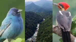 La música preferida de los pobladores de San Rafael, Antioquia, es el canto de las aves