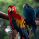 Nueva política de protección animal