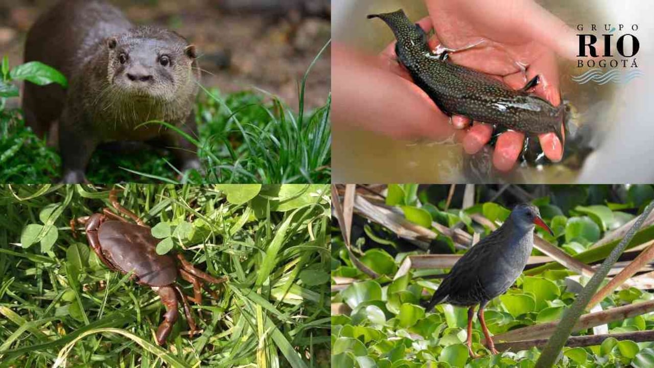 Estas cuatro especies son una pequeña muestra de la biodiversidad presente en el río Bogotá.