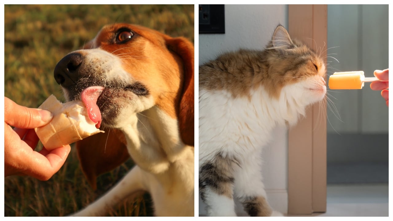 Existen helados especiales para perros y gatos.