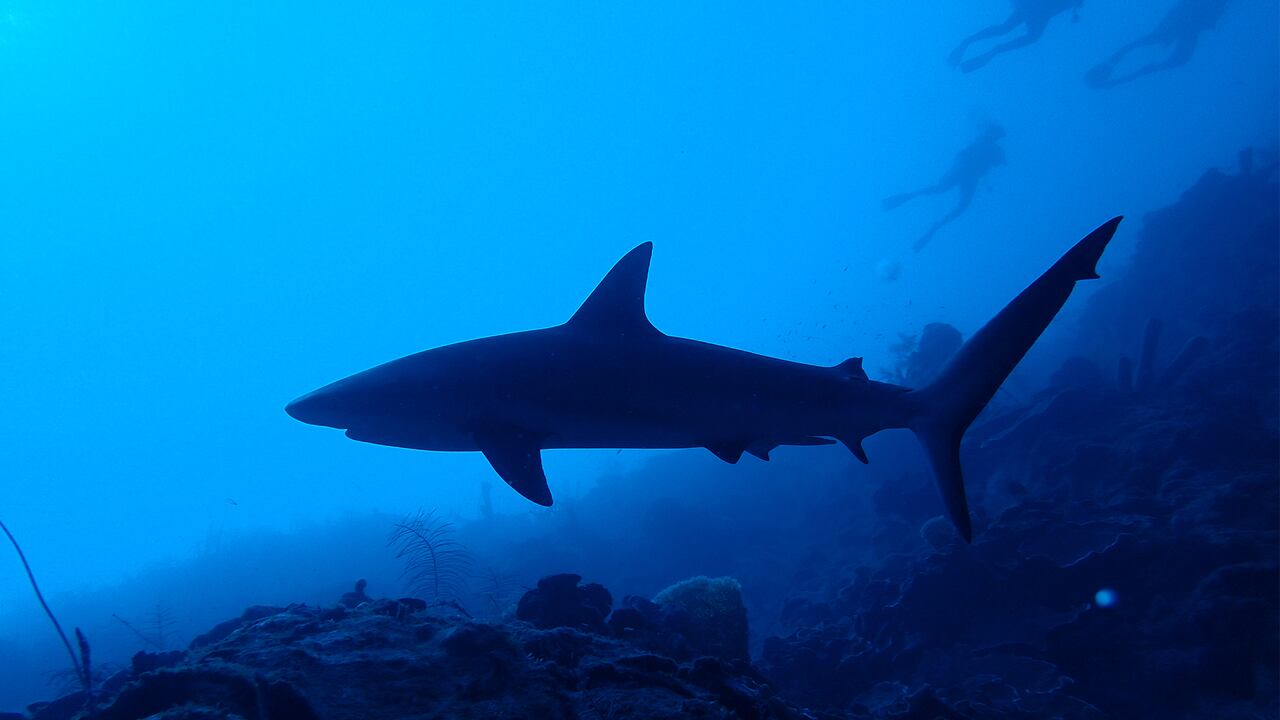 NO USAR, USO EXCLUSIVO MEJOR COLOMBIA, especial minambiente, Logros 2