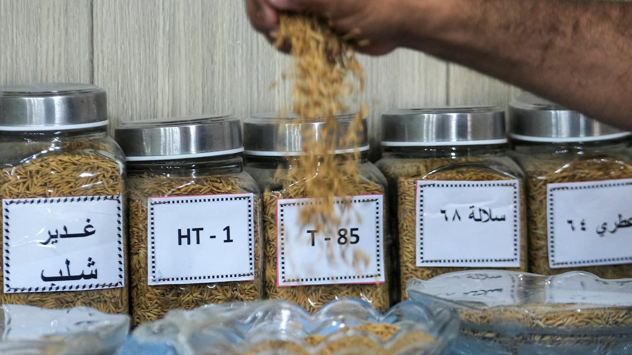 Un hombre exhibe diferentes variedades de arroz en una plantación de Mishkhab, en la provincia iraquí de Nayaf, el 8 de julio de 2024. Cuatro años consecutivos de sequía y escasez de lluvias han frenado la producción arrocera del país. Irak, que aún se recupera de años de guerra y caos, es uno de los cinco países más afectados por algunos efectos del cambio climático, según las Naciones Unidas. Los agricultores iraquíes desafían una sequía implacable utilizando semillas más resistentes y técnicas de riego que ahorran agua, además de recibir apoyo del Ministerio de Agricultura, cuyos expertos han estado desarrollando métodos innovadores para salvar la producción arrocera del país.