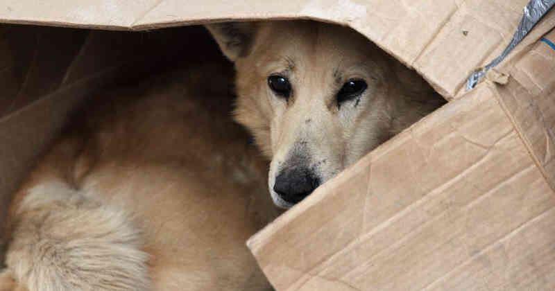 Perros y gatos tienen que sufrir de abandono y son dejados a su suerte en la calle.