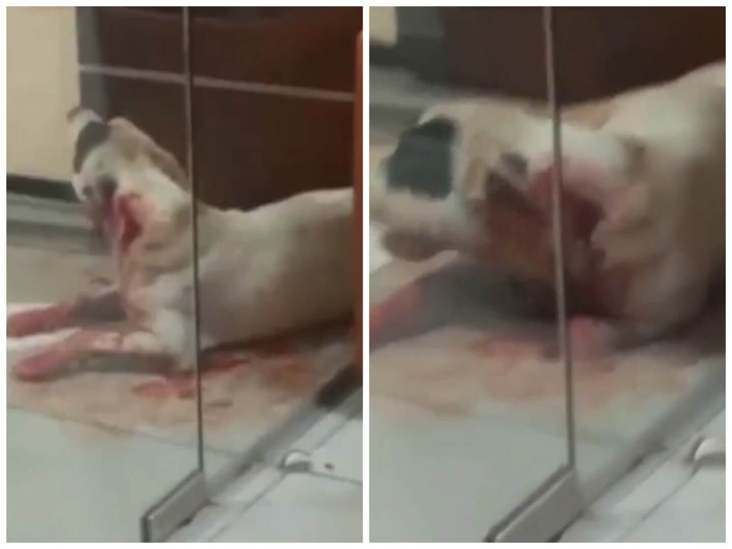 Este en el verdadero animal maltratado.