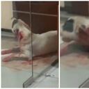 Este en el verdadero animal maltratado.