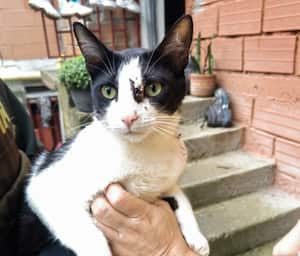 El hombre de 35 años quién al parecer bajo los efectos de sustancias alucinógenas, maltrataba al gato provocando asfixia y contusiones en la cabeza y las patas delanteras.