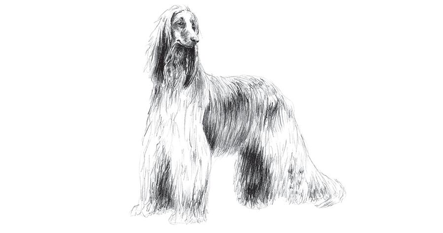 Estos perros suelen necesitar una vida social activa.