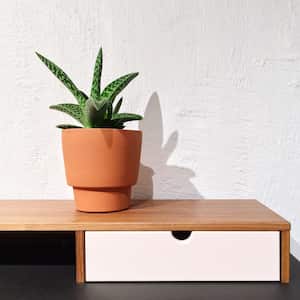 La lengua de suegra es una planta que debe ubicarse en sitios específicos para obtener sus beneficios.