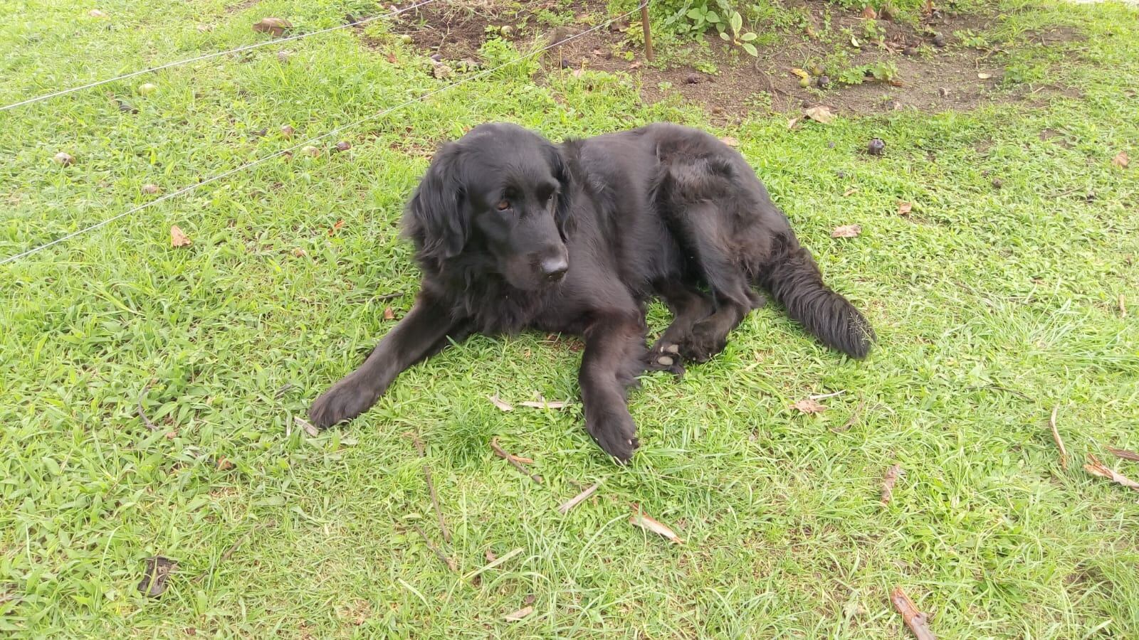 Ella era Luna, la perrita de raza retriever que falleció por la alborada en Rionegro, Antioquia.