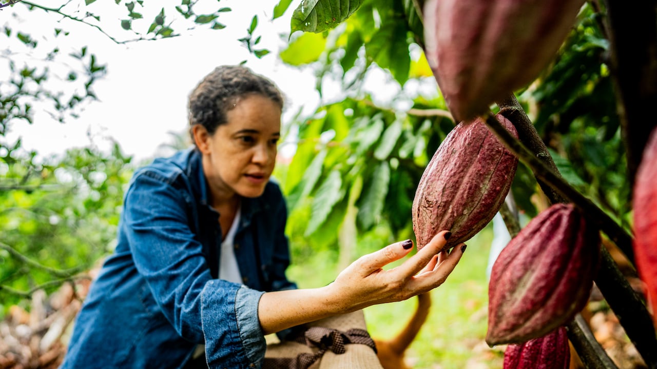 Colombia produce aproximadamente 70.000 toneladas de cacao al año.