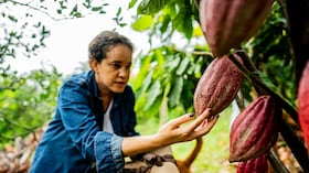 Cacao