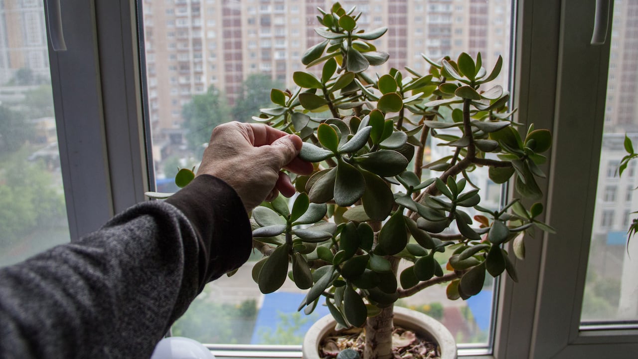 El árbol de jade es una de las plantas que con frecuencia se tiene en las viviendas; se relaciona con abundancia.