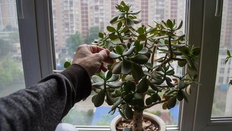 Árbol de jade