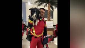 Perros México terremoto