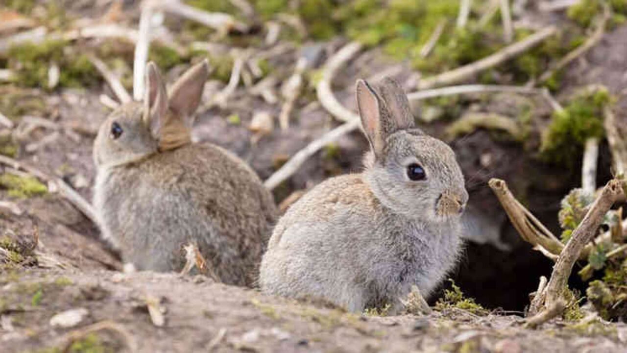La mucosa del tejido epitelial en el sistema respiratorio del conejo produce cantidades de azúcar que ayudan a construir la barrera protectora frente a las bacterias.*