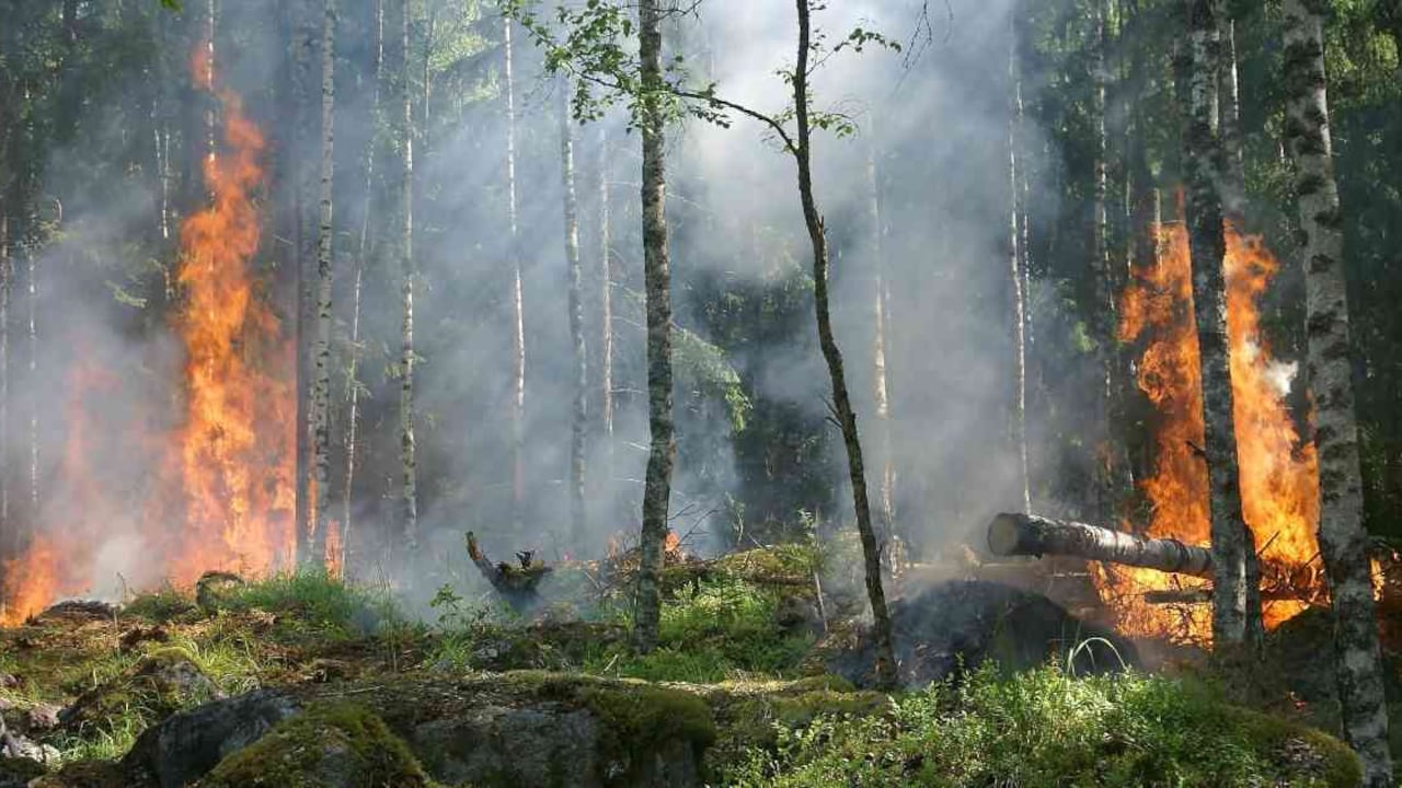 Según el grupo de investigación Ecología del Paisaje y Modelación de Ecosistemas, de la Universidad Nacional, los 500 incendios que presentaron en el último año en Colombia, pusieron en peligro más de 40.000 especies de plantas y 6.000 especies de animales. Foto: Pixabay.