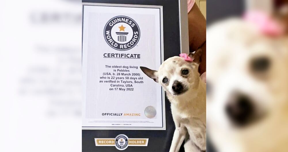 Guinness World Records, conocido hasta el año 2000 como El libro Guinness de los récords, es una obra de referencia publicada anualmente que contiene una colección de récords mundiales, tanto en los logros humanos como del mundo natural. 