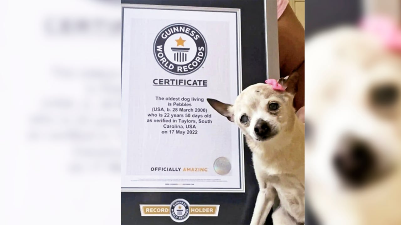 Pebbles es la perrita más vieja del mundo.
