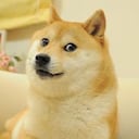 La perrita había sufrido algunos problemas de salud recientemente