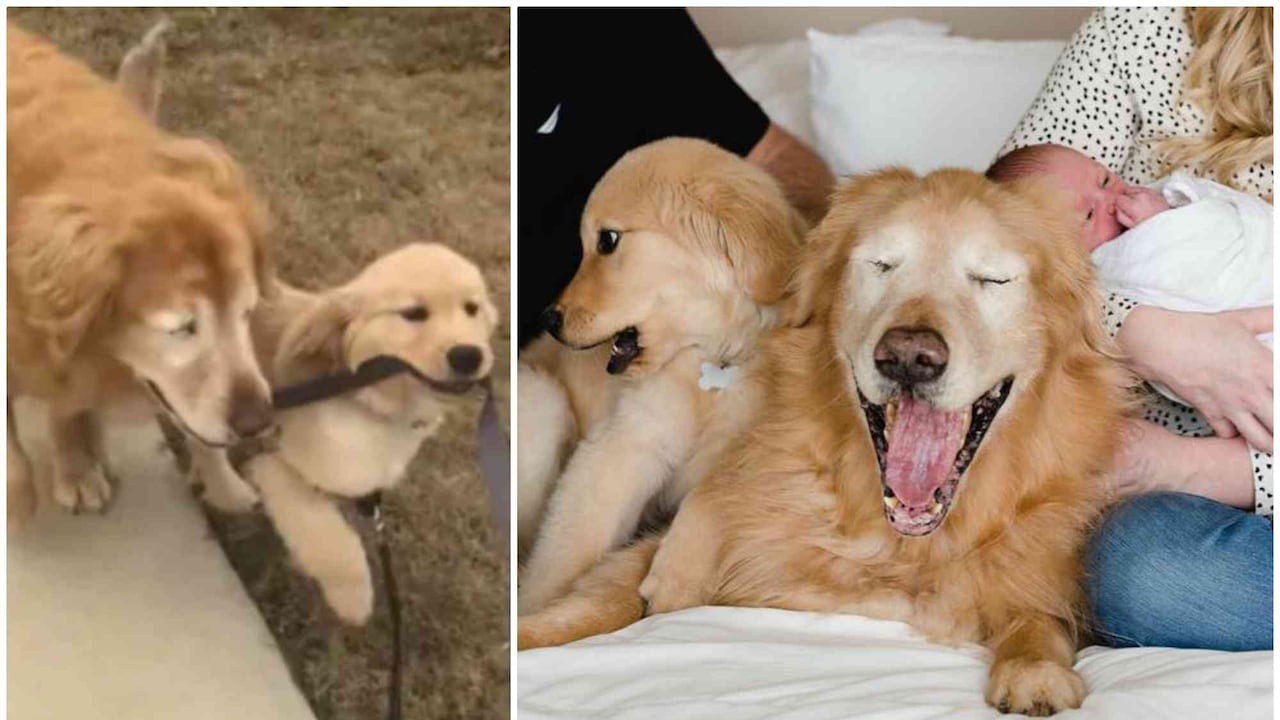 Charlie quedó ciego por sufrir glaucoma