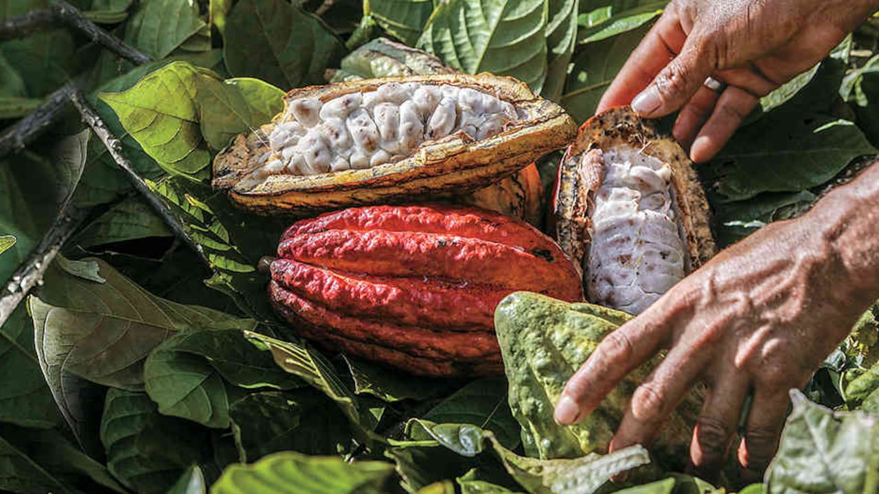 Colombia es el décimo productor de cacao en el mundo.