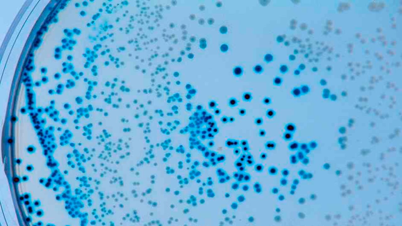 Las 9 preguntas para entender la nueva cepa del coronavirus que llega a Latam