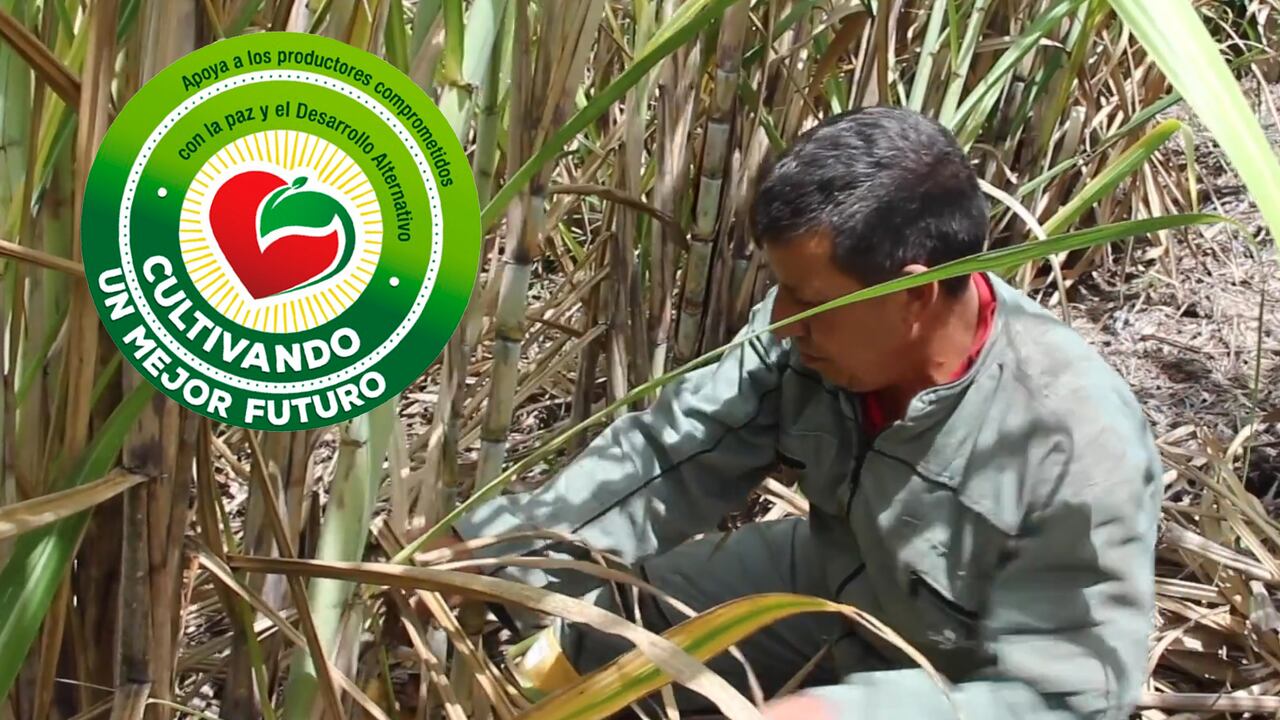 El sector de la caña ha sido uno de los objetivos de la estrategia del sello.