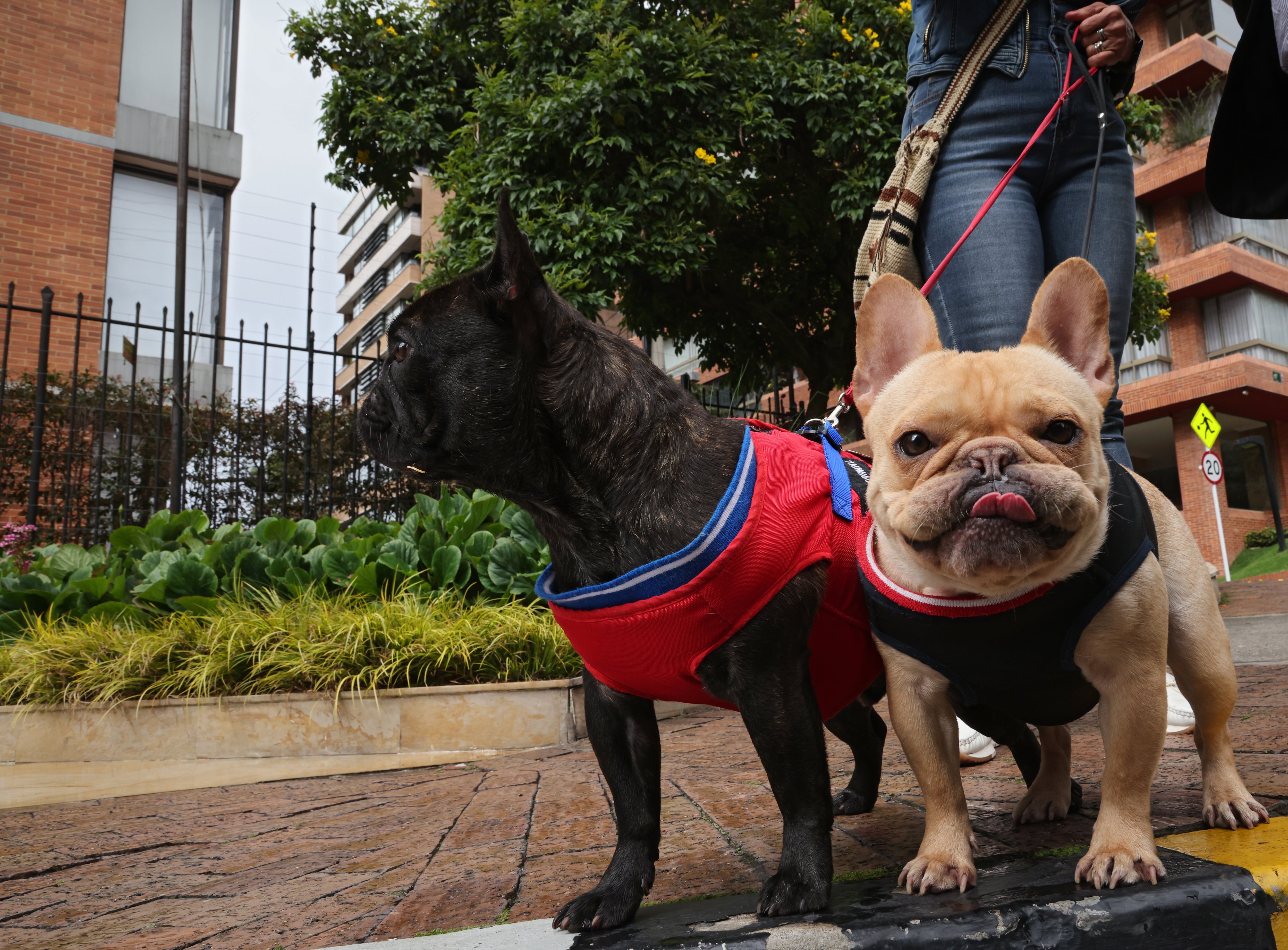 Margeny Padilla empleada de Germán Vargas Lleras con los perros Toño y Henry