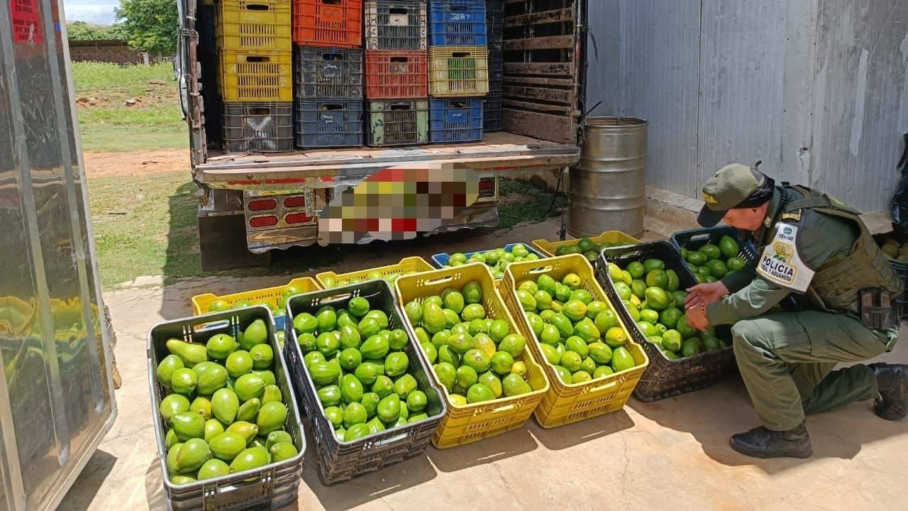 Estos perecederos estarían avaluados comercialmente en $ 71.495.440 millones de pesos