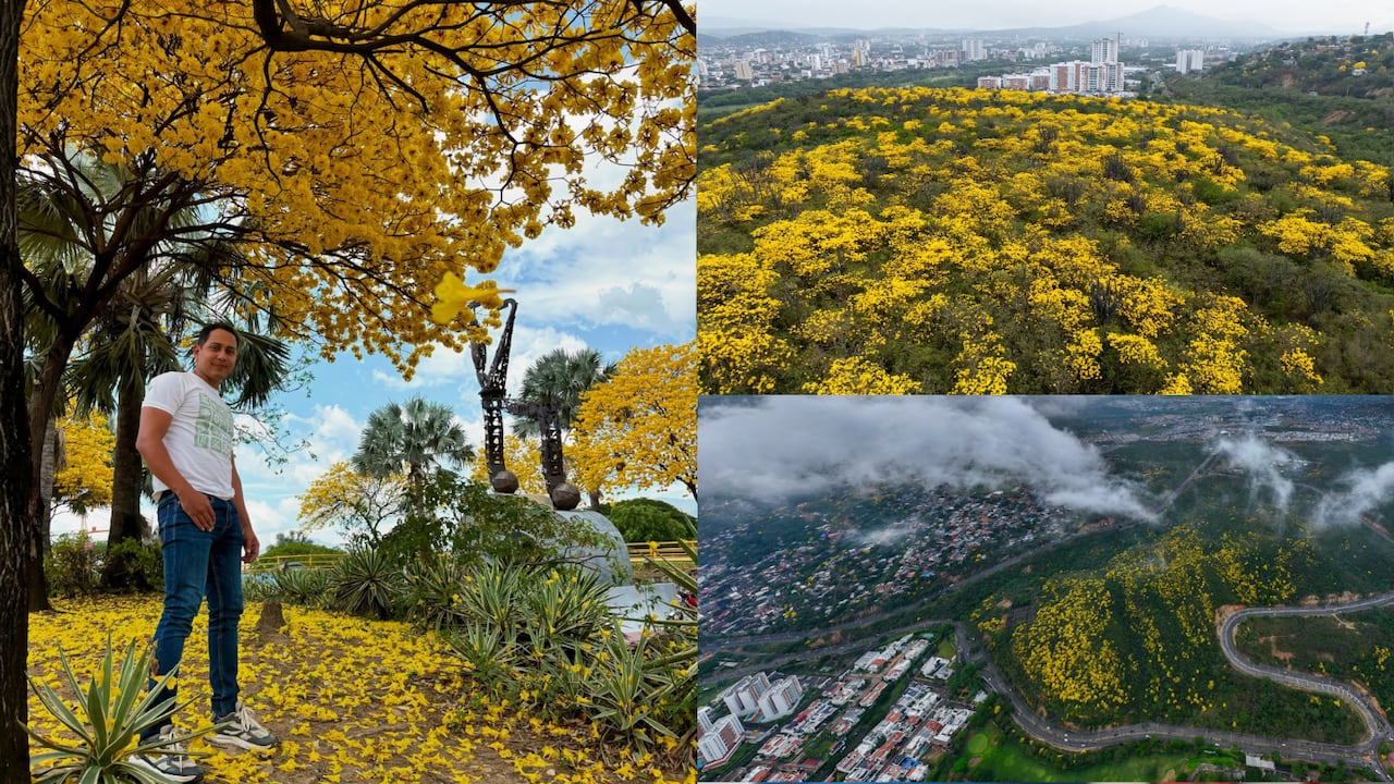 Por estos días, las calles de Cúcuta están pintadas de amarillo tras el espectáculo natural.
