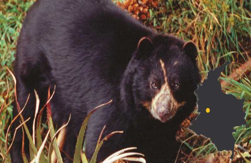 OSOS Y DANTAS - Expertos consultados por SEMANA sostienen haber vuelto a ver a la danta de páramo en el río Toche, Tolima, y al oso de anteojos en la cordillera Central, zonas antes vedadas a la ciencia. Ubicación: río Toche, Tolima.
