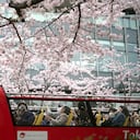 La gente ve los cerezos en flor desde un autobús turístico abierto el jueves, 31 de marzo de 2022, en Tokio. Las flores de cerezo, o "sakura", son las flores favoritas de Japón y normalmente alcanzan su punto máximo entre finales de marzo y principios de abril, justo cuando el país celebra el comienzo de un nuevo año escolar y comercial. Foto AP/Eugene Hoshiko